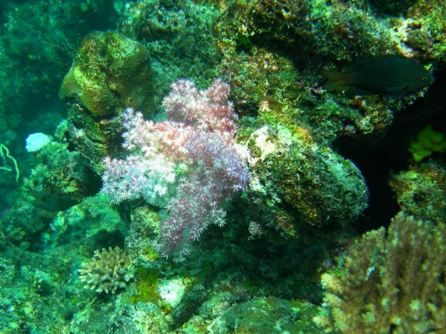 14- Corail en degrade de rose 